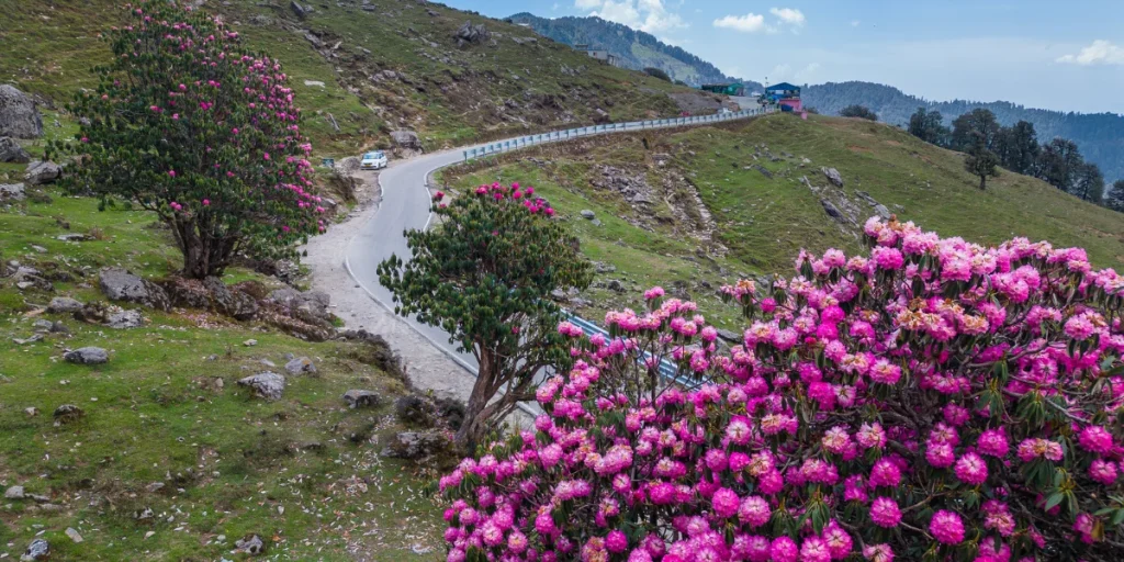 Rhododendron flowers blooming along a mountain road in Uttarakhand during the monsoon season — ideal time to trek Valley of Flowers in July.