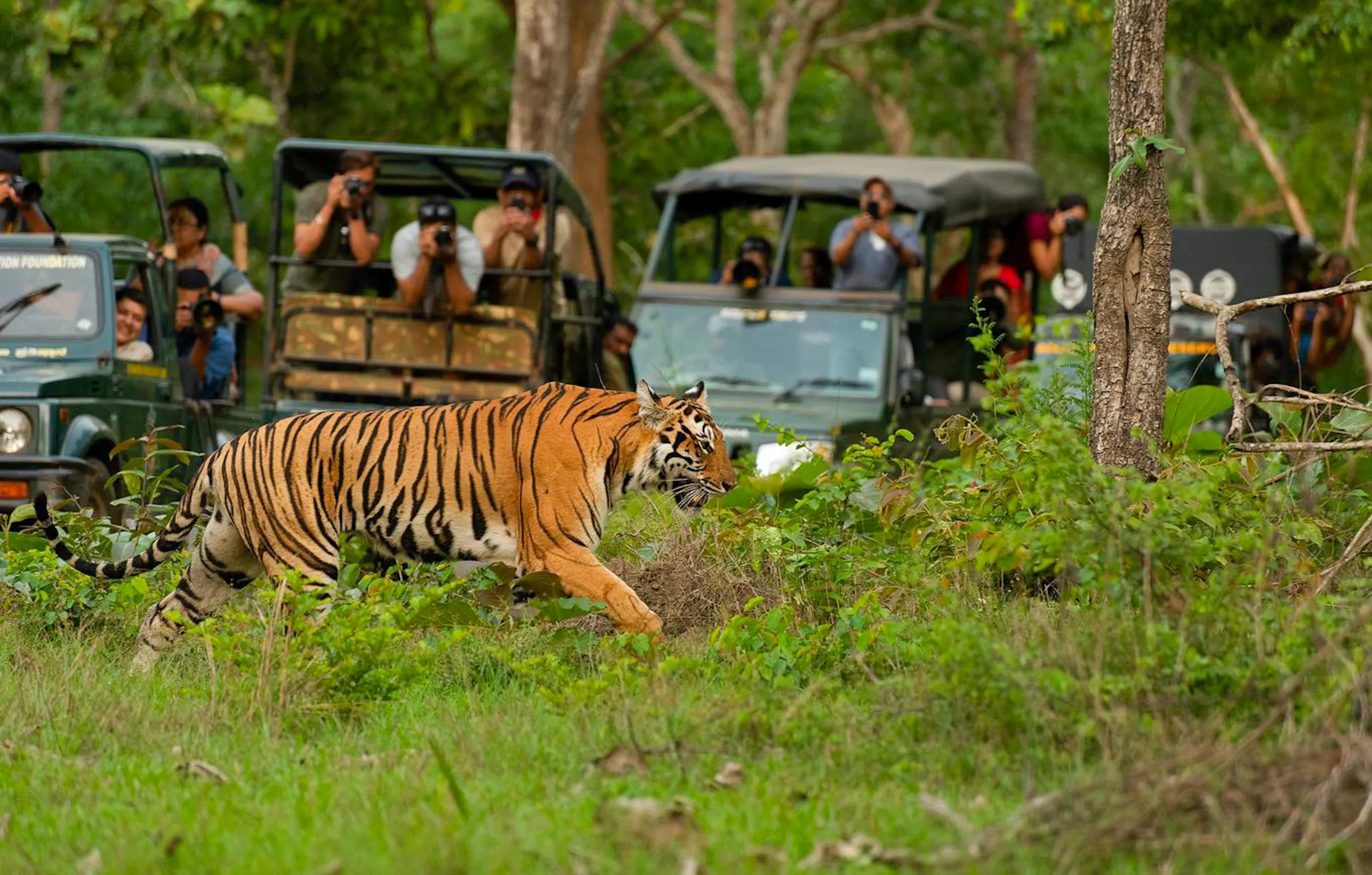 Tiger near a safari jeep in Jim Corbett, wildlife highlight of Uttarakhand tour packages